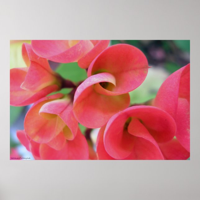 Kaktus Poster (Vorne)