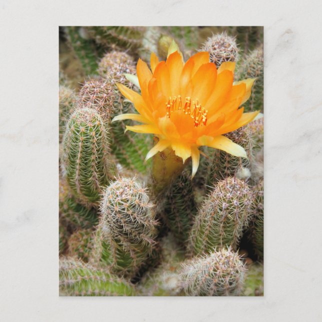 Kaktus:Postkarte Postkarte (Vorderseite)