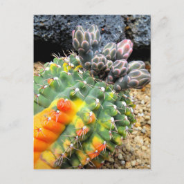 Kaktus:Postkarte Postkarte