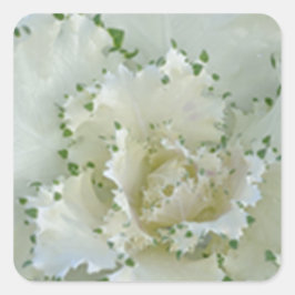 Kaktus Quadratischer Aufkleber