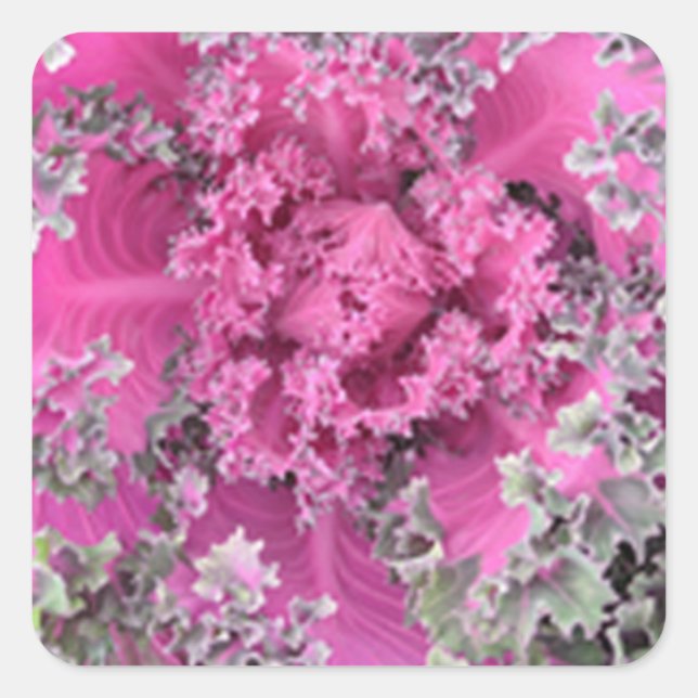 Kaktus Quadratischer Aufkleber (Vorderseite)