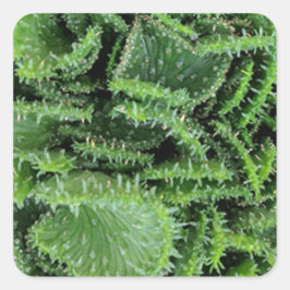 Kaktus Quadratischer Aufkleber