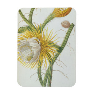 Kaktus: Säulenkaktus, von Trews "Plantae Selectae Magnet