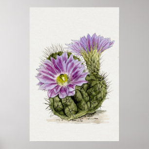 Kaktus-Skizzenkunst mit lila Blüten Poster