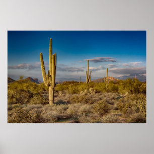 Kaktus-Sonnenuntergang in Arizona Poster