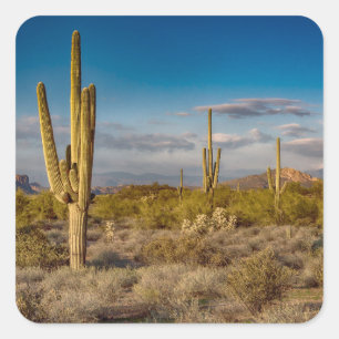 Kaktus-Sonnenuntergang in Arizona Quadratischer Aufkleber