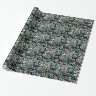 Kaktus Wrapping Paper Geschenkpapier