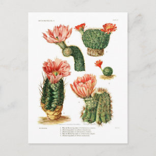 Kaktusart Postkarte