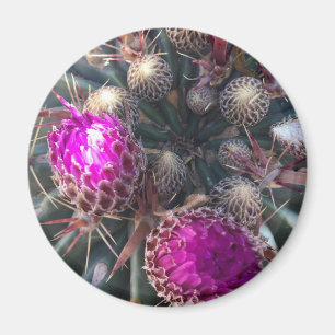 Kaktusblüte Magnet