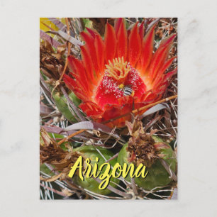 Kaktusblüte mit Biene, Arizona-Postkarte Postkarte