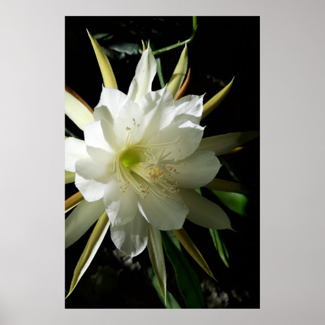 Kaktusblüte Poster (Vorne)