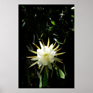 Kaktusblüte Poster