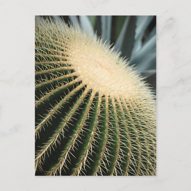 Kaktuskarte Postkarte (Vorderseite)
