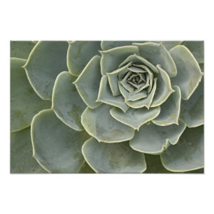 Kaktusmuster Fotodruck