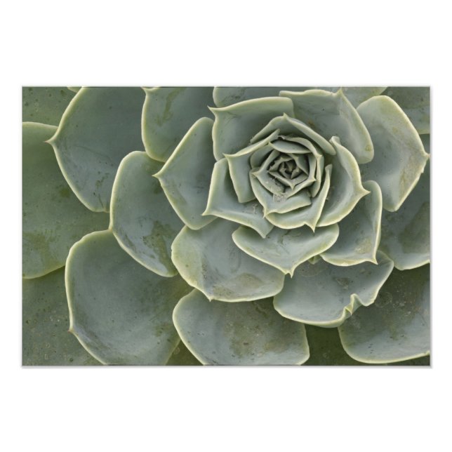 Kaktusmuster Fotodruck (Vorne)