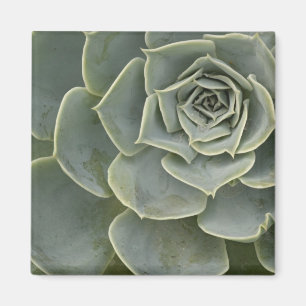 Kaktusmuster Magnet