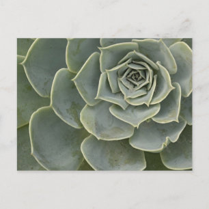 Kaktusmuster Postkarte