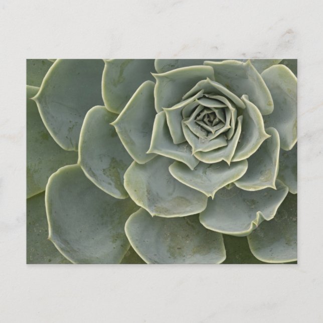 Kaktusmuster Postkarte (Vorderseite)