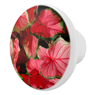 KALADIUM/WAVY BLÄTTER/PINK, GRÜNE UND ROTE FARBEN KERAMIKKNAUF
