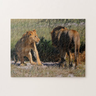 Kalahari Desert Lions Africa Male Female Puzzle
