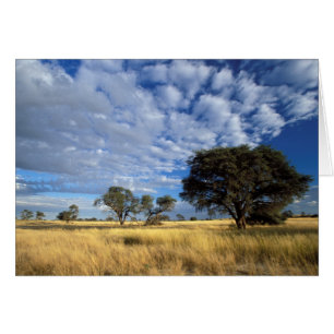Kalahari-Wüsten-Szene, Kgalagadi-Transfrontier