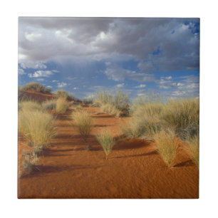 Kalahari-Wüsten-Szene, Kgalagadi Transfrontier 2 Fliese