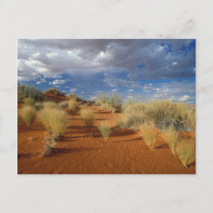 Kalahari-Wüsten-Szene, Kgalagadi Transfrontier 2 Postkarte