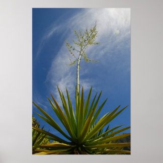 Kalalau Cactus Canvas Print Poster
