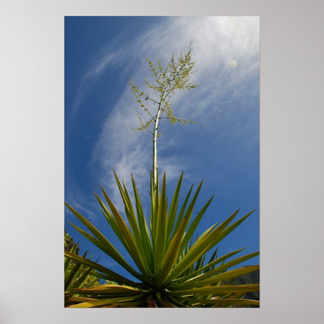 Kalalau Cactus Canvas Print Poster (Vorne)