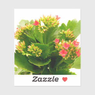 Kalanchoe blossfeldiana aufkleber