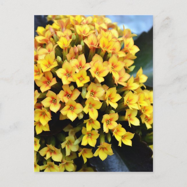 Kalanchoe Blossfeldiana Postkarte (Vorderseite)