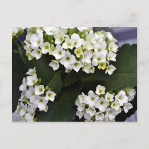 Kalanchoe Blossfeldiana Postkarte