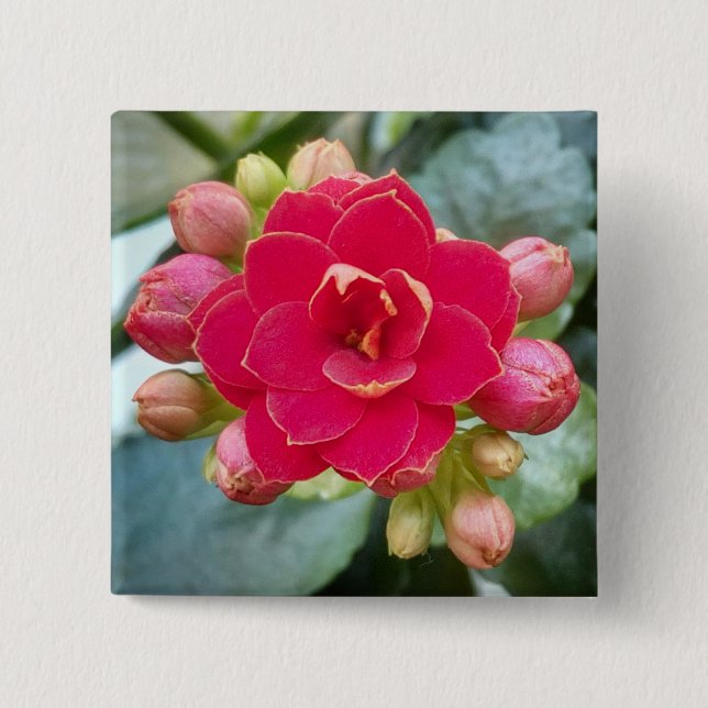 Kalanchoe-Blume Button (Vorderseite)