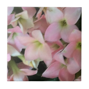 Kalanchoe Blume Fliese