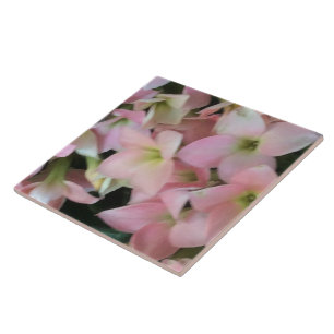 Kalanchoe Blume Fliese