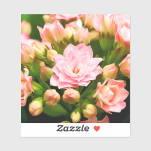 Kalanchoe calandiva aufkleber