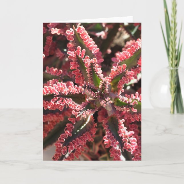 Kalanchoe "Schmetterling Wings" notecard Karte (Vorderseite)