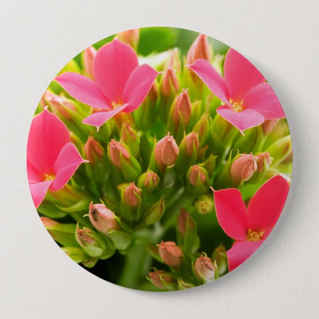 Kalanchos Button (Vorderseite)