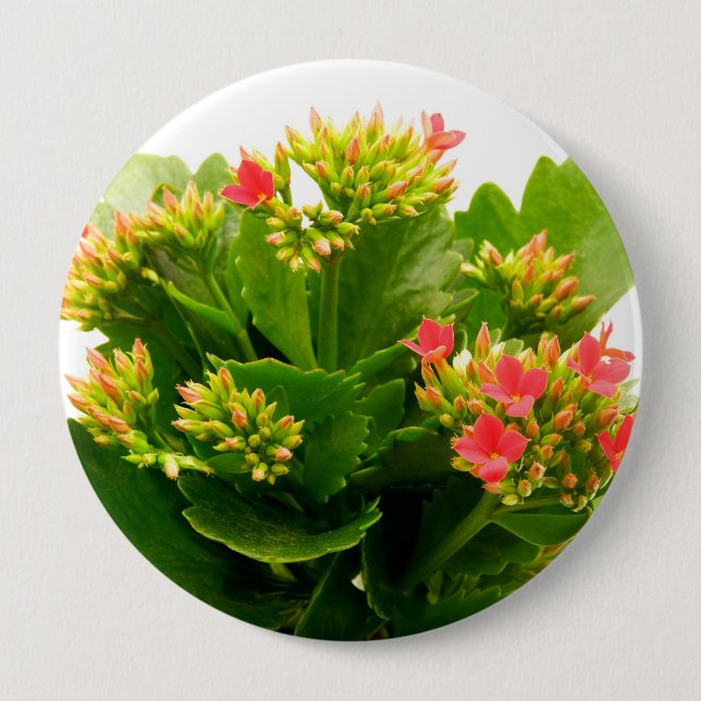 Kalanchos Button (Vorderseite)