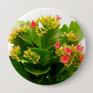 Kalanchos Button