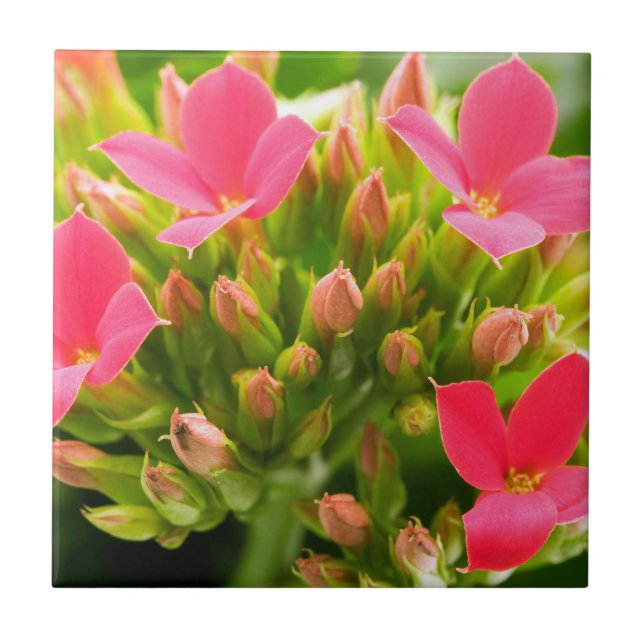 Kalanchos Fliese (Vorderseite)