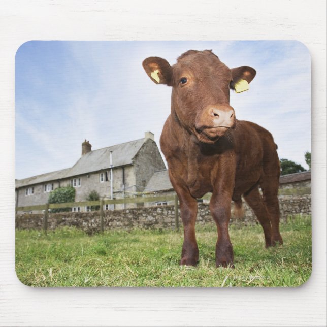 Kalb auf Wiese stehend Mousepad (Vorne)