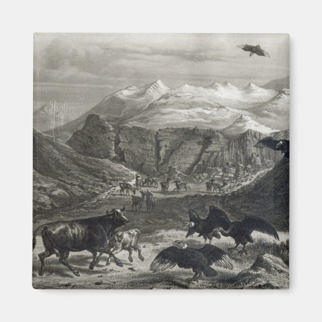 Kalb, das von den Condors angegriffen wird Magnet (Vorne)