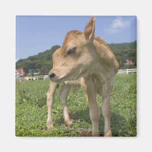 Kalb stehend magnet