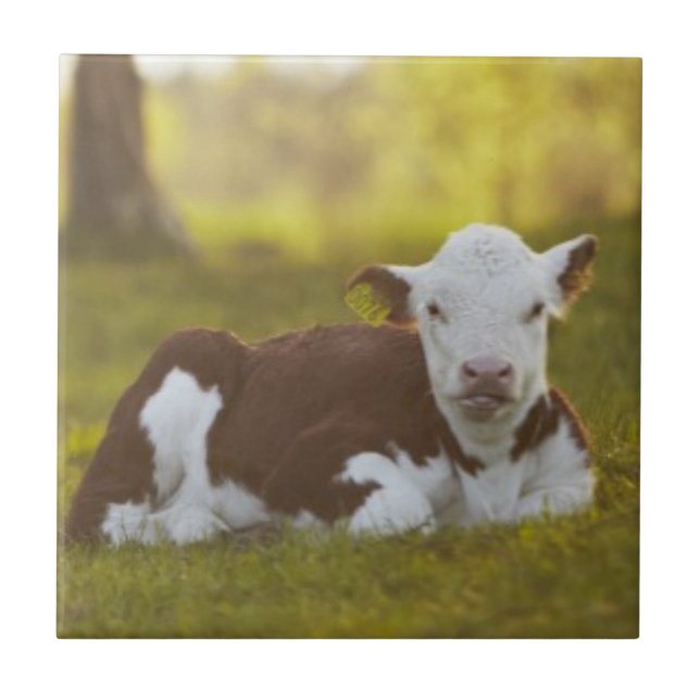 Kalb-Stillstehen Fliese (Vorderseite)