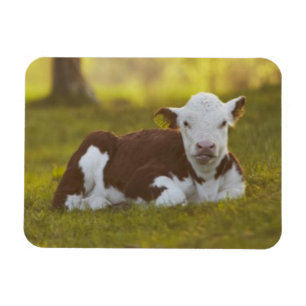 Kalb-Stillstehen Magnet