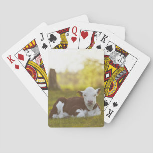 Kalb-Stillstehen Spielkarten