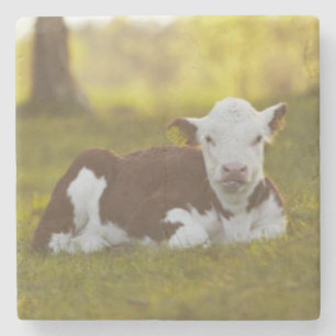 Kalb-Stillstehen Steinuntersetzer