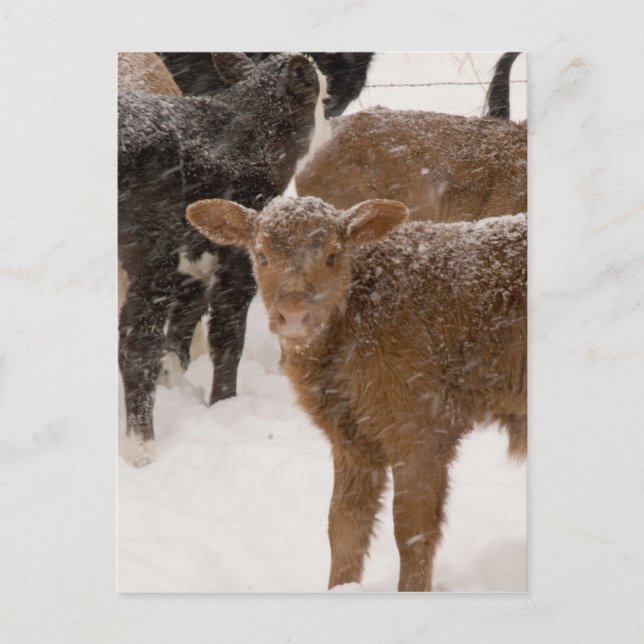 Kälber im Schnee Postkarte (Vorderseite)