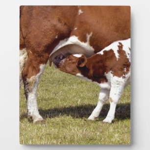 Kalbssuckling Fotoplatte